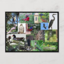 Search for species postcards Colourful