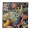 Search for anemone tiles Marine life
