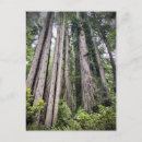 Search for redwood national park postcards Redwoods