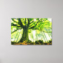 Search for beech canvas prints Nature