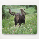 Search for moose mouse mats Animal