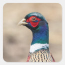 Search for pheasant stickers Country