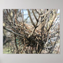 Search for birds nesting posters Photography