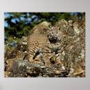 Search for bobcat posters Cats