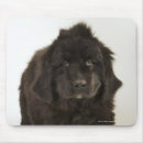 Search for stuff shot mouse mats Vertical