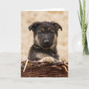 Search for german shepherd puppy cards Animal