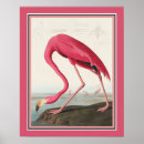 Search for audubon posters Flamingo