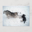 Search for husky postcards Puppies