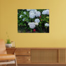 Search for hydrangea shrubs Flowering shrub