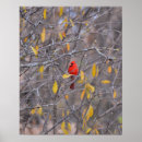 Search for cardinal posters Tree