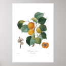 Search for apricot posters Illustration