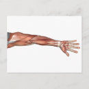 Search for human limb postcards Horizontal