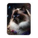 Search for birman cat magnets Cats