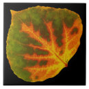 Search for aspen tiles Nature