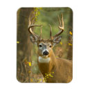 Search for whitetail magnets Wildlife