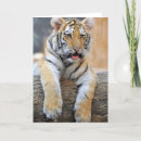 Search for tigers in cards Cub