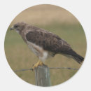 Search for hawks stickers Raptors