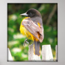 Search for baltimore photography Oriole