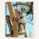 Search for koala notebooks Australia