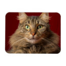 Search for maine christmas cards Kitty