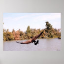 Search for wingspan posters Flying