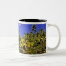 Search for line cook mugs South pacific