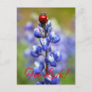 Search for lady bug postcards Flower