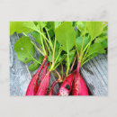 Search for radish postcards Red