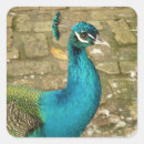 Search for beautiful peacock stickers Nature