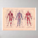 Search for human body posters Diagram