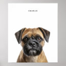 Search for border terriers posters Puppy
