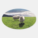 Search for sheep oval stickers Animals