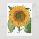 Search for horticultural vertical postcards Nature
