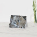 Search for points cards Cat
