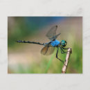 Search for adaptation postcards Close up