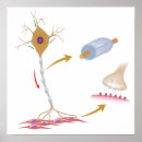 Search for axon posters Brain