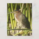 Search for waterbird postcards Wildlife