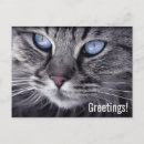 Search for feline lover postcards Tabby