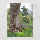 Search for ash postcards Tree