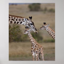 Search for african safari posters Travel