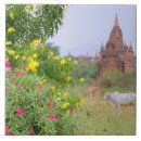 Search for asia tiles Environment