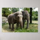 Search for elephant posters Asian elephants