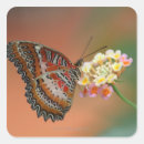 Search for butterfly pattern stickers Wildlife