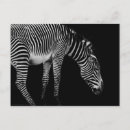 Search for black white zebra postcards Mammal