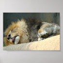 Search for picture of lion posters Wildlife