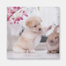 Search for ear magnets Rabbit