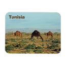 Search for tunisia magnets Camel
