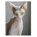 Search for sphinx cat Kitten