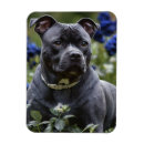 Search for staffies magnets Staffordshire