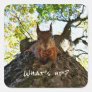 Search for funny squirrel stickers Trending
